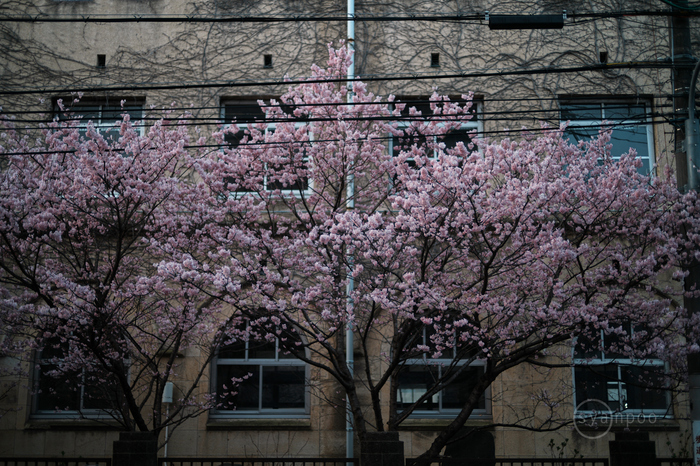 お写ん歩: Voigtlander NOKTON 50mm F1 Aspherical E-mountアーカイブ